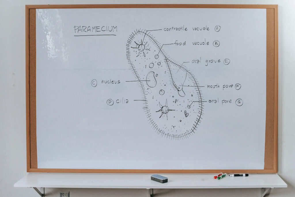 Paramecium bacteria being explained on a whiteboard