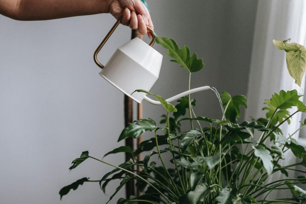 White watering can being used on an indoor plant 