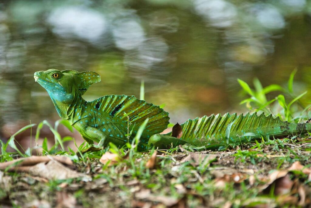 Large, green basilisk lizard that can walk on water