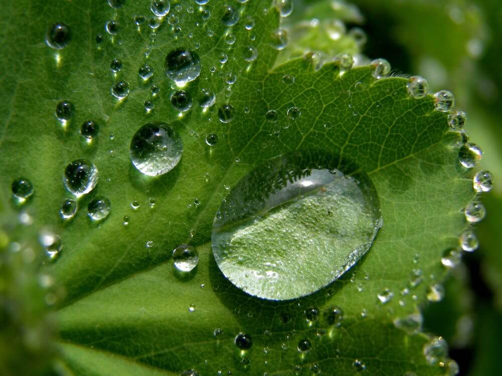 a green leaf with water droplets