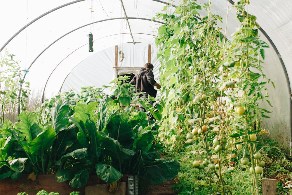 Indoor greenhouse with plants growing and one person at the end in a brown sweatshirt.