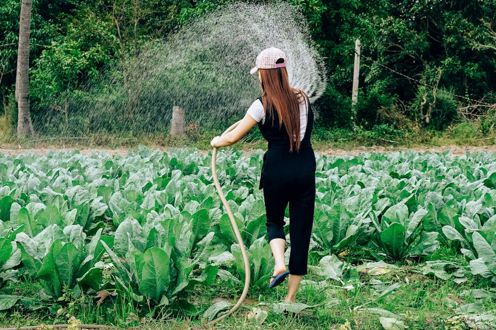Person watering a crop of plants using a gardening hose