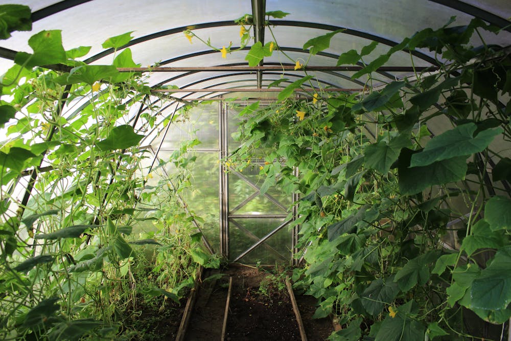 Inside of a greenhouse with green plants growing up the framing