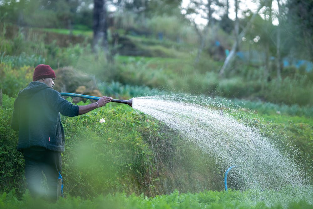 Person watering green pastures with a long hose