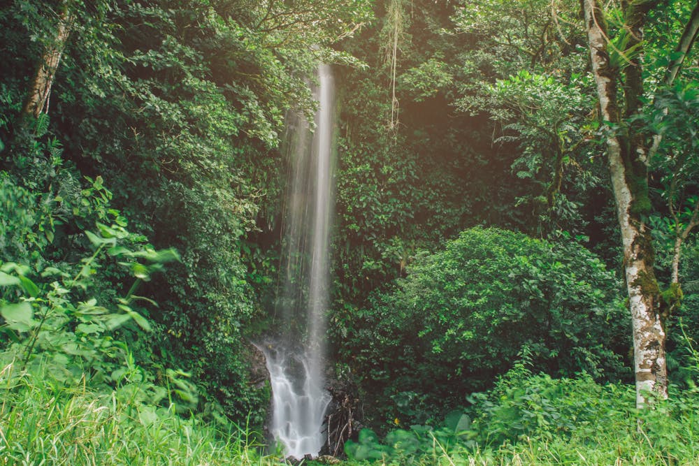 50ft waterfall surrounded by green jungle