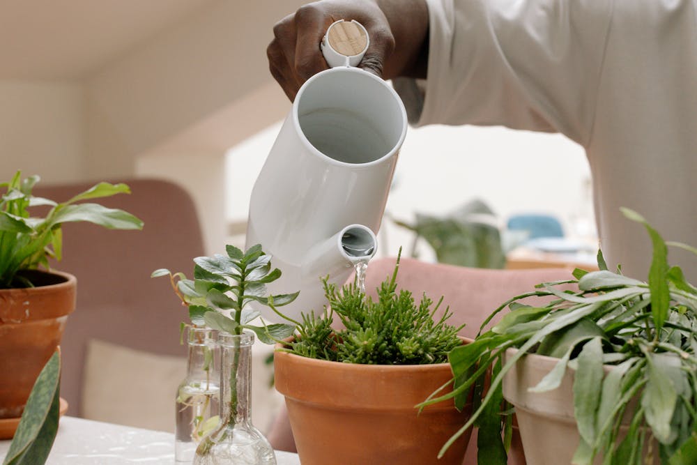 White watering jug being used to water pot plants.